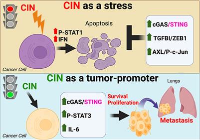 Chromosomal instability as an architect of the cancer stemness landscape